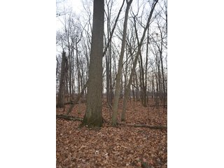 Property photo 3 - LAND AUCTION, 77 Acres offered in 3 Tracts